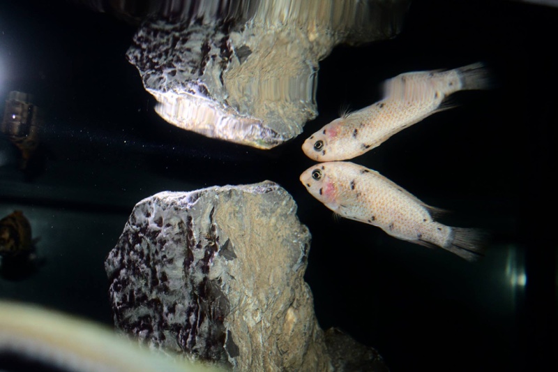 Labeotropheus fuelleborni 'Katale Island'